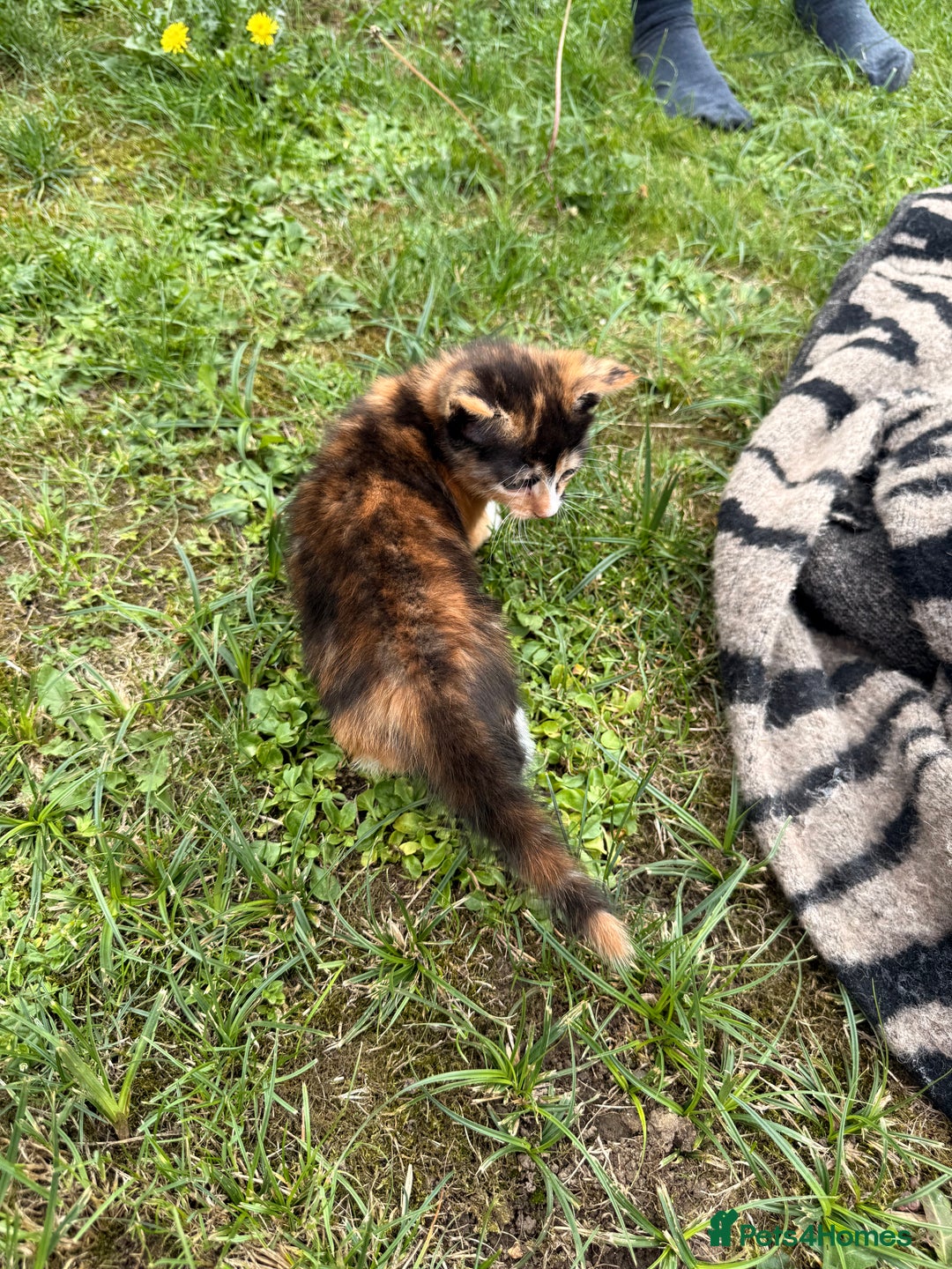 Mixed Breed cats for sale: Three cliffs ready for a new home - Image 5