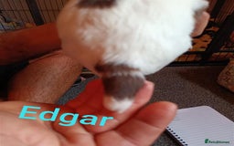 English Springer Spaniel dogs for sale: Working bred KC English Springer Spaniels puppies  - Image 7