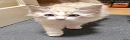 Ragdoll cats for sale: Purebred ragdolls Kittens for sale!  - Advert 4
