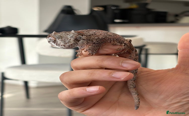 Gecko reptiles - Advert 2