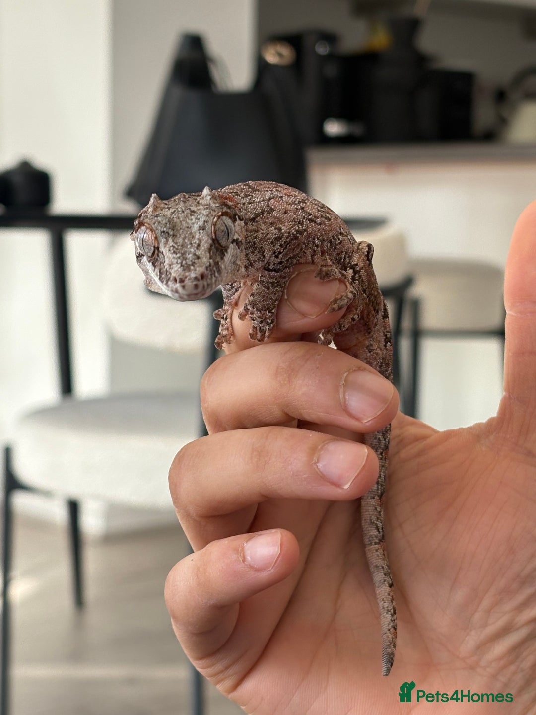 Gecko reptiles for sale: Steve looking for a new home  - Image 1