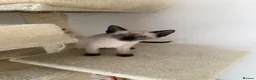 Siamese cats for sale: 5 Siamese kittens  - Advert 7