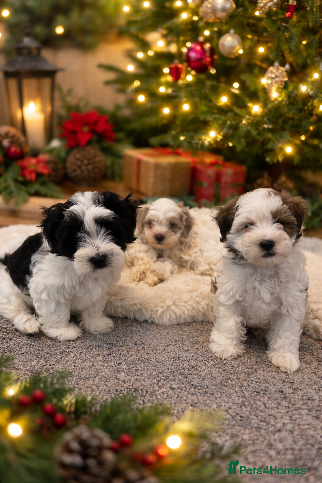 Shihpoo dogs for sale: Beautiful puppies Ready for their forever homes  - Advert 1