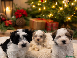 Shihpoo dogs Beautiful puppies Ready for their forever homes - Advert 1