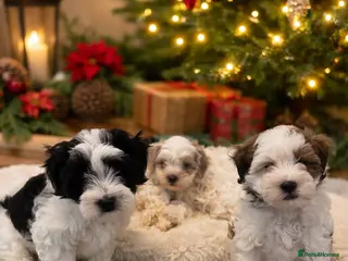 Shihpoo dogs Beautiful puppies Ready for their forever homes - Advert 12