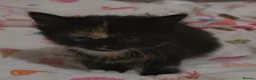 Mixed Breed cats for sale: Adorable Fluffy kittens  - Advert 9