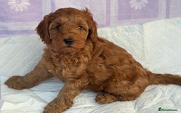 Cockapoo dogs for sale: Gorgeous Cockerpoo F1b - Image 35