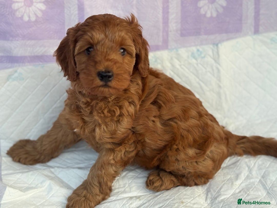 Cockapoo dogs for sale: Gorgeous Cockerpoo F1b - Image 35