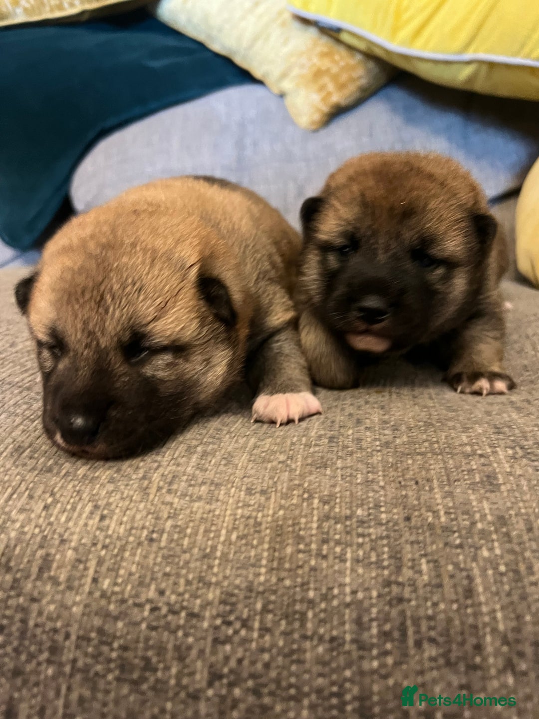 Japanese Shiba Inu dogs for sale: K.C reg Japanese Shiba Inu Puppies - Image 11