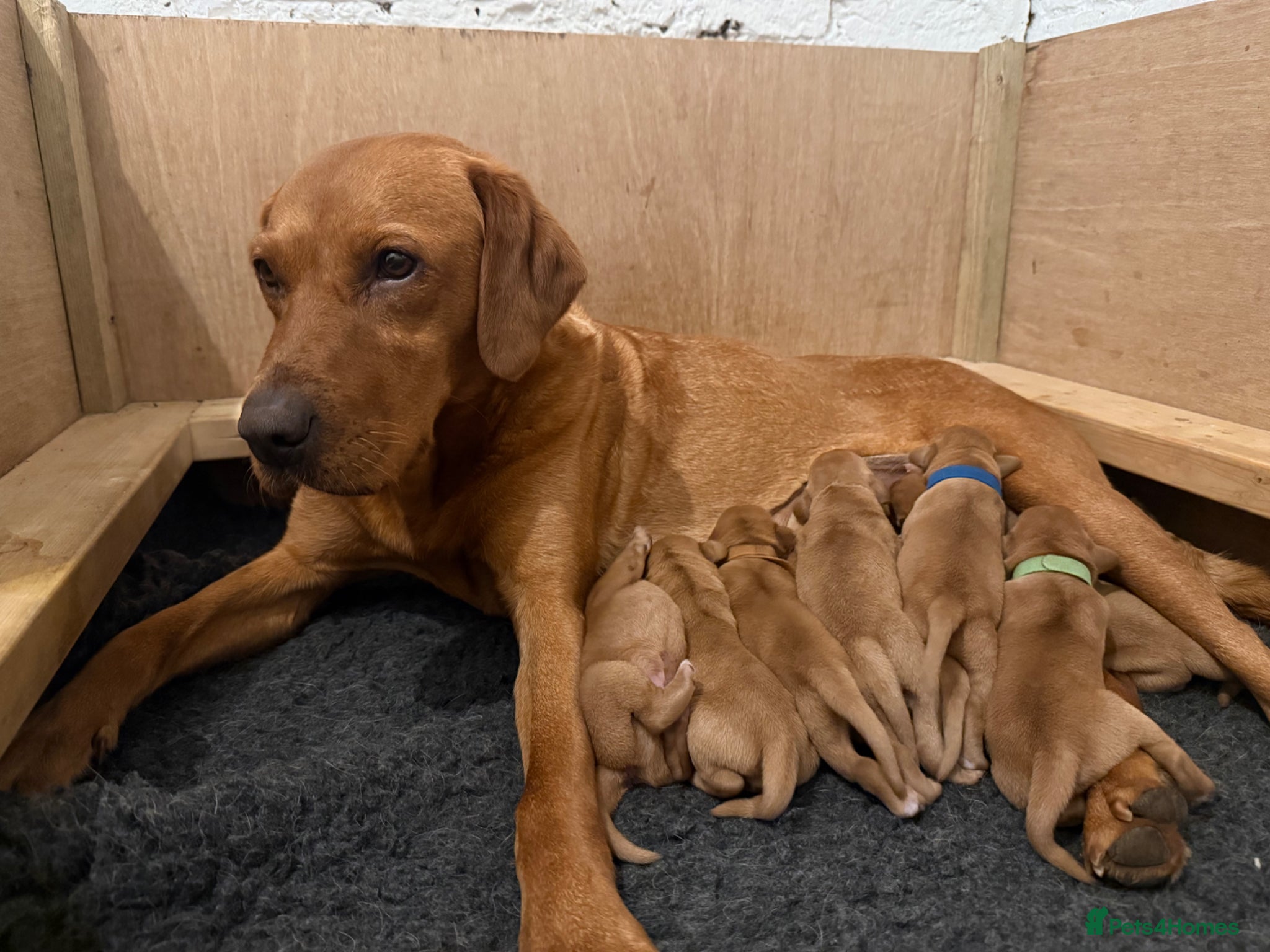 Labrador Retriever dogs Beautiful Fox Red Labrador puppies - Advert 3