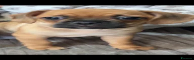Pumpkin tan female black nose 