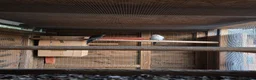Mixed Breed birds for sale: Parakeets  in Chelmsford - Advert 6