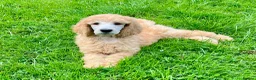 Standard Poodle dogs for sale: KC reg apricot standard poodle boy - Advert 18