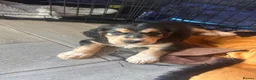 Cockerdor dogs for sale: Beautifully marked Cockerdor puppies - Advert 10