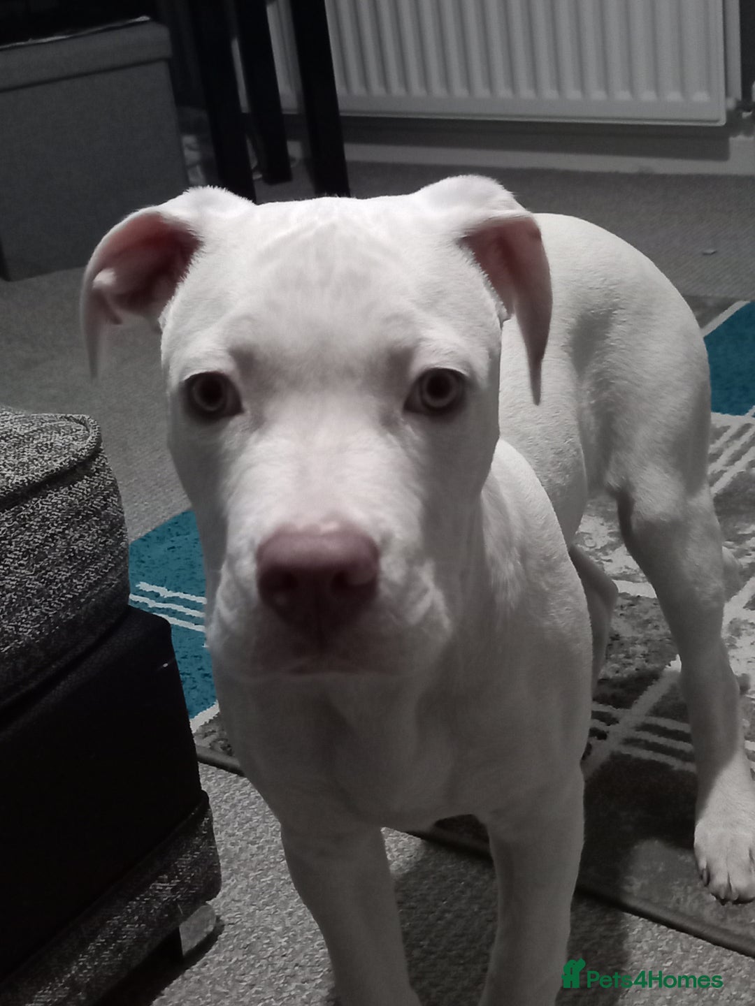 Mixed Breed dogs for sale: Dog for sale to good home - Image 5
