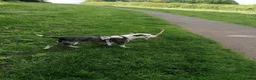 Mixed Breed dogs for adoption: ‼️ URGENT FOSTER NEEDED: LINA in Burton-on-Trent - Advert 18