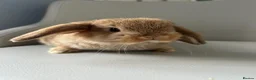 Mini Lion Lop rabbits for sale: Lion head/ mini lop baby's  - Advert 4
