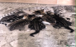 Mixed Breed cats for sale: Mixed bread kittens - Image 1
