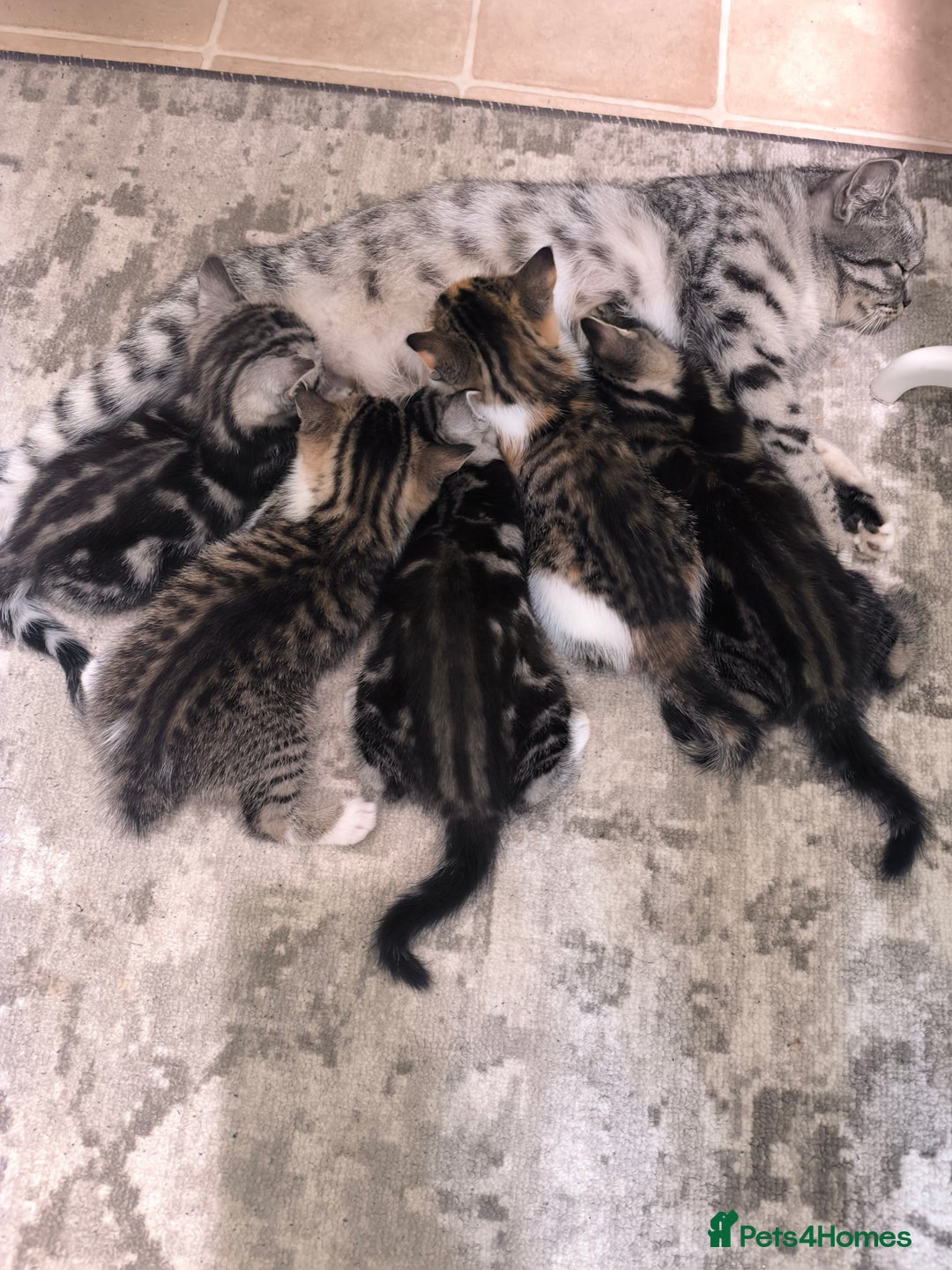 Mixed Breed cats for sale: Mixed bread kittens - Image 1