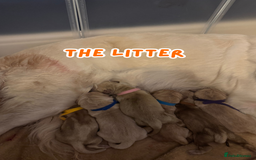 Golden Retriever dogs for sale: KC Registered Golden Retriever Puppies FOR SALE 🐾 - Image 5
