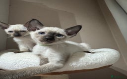 Siamese cats for sale: 5 affectionate adorable Siamese kittens ready now - Image 2