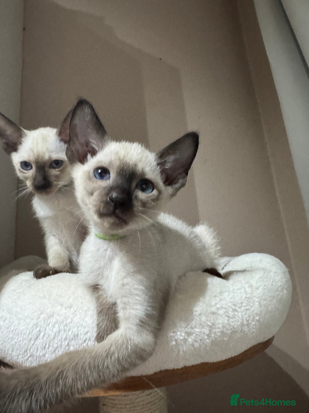 Siamese cats for sale: 5 affectionate adorable Siamese kittens ready now - Image 2