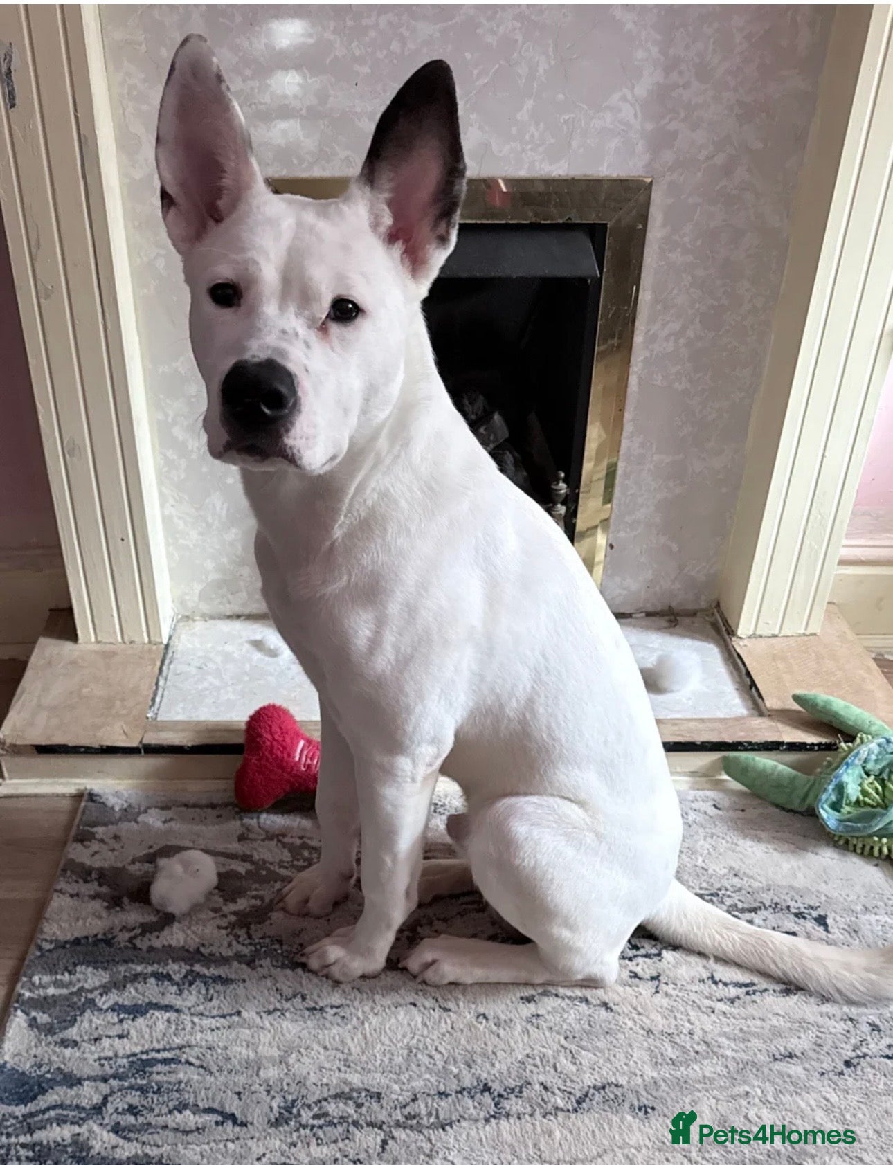 Mixed Breed dogs Looking for urgent home asap - Advert 2