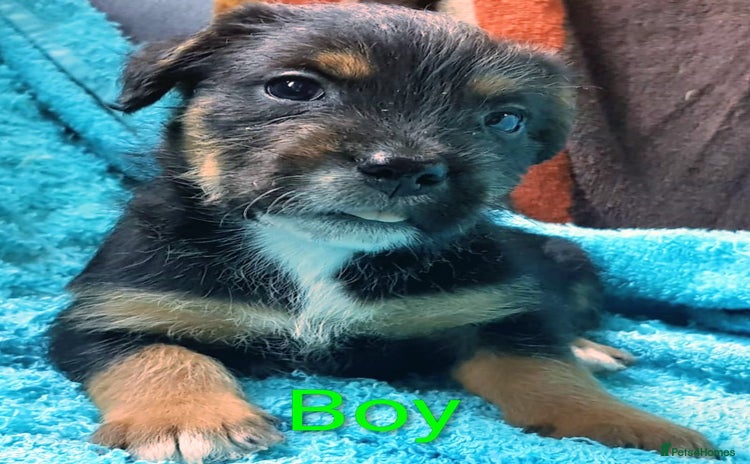 Mixed Breed dogs - Advert 5