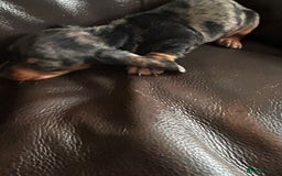 Miniature Dachshund dogs for sale: Dachshund puppies boys and girls ready now - Image 5