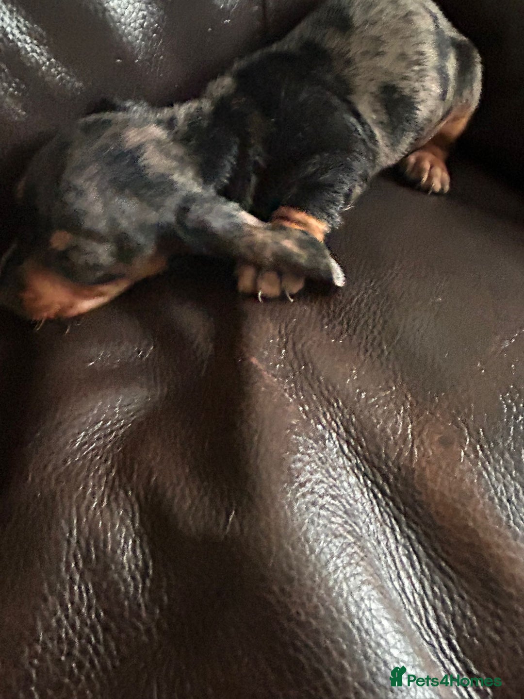 Miniature Dachshund dogs for sale: Dachshund puppies boys and girls ready now - Image 5