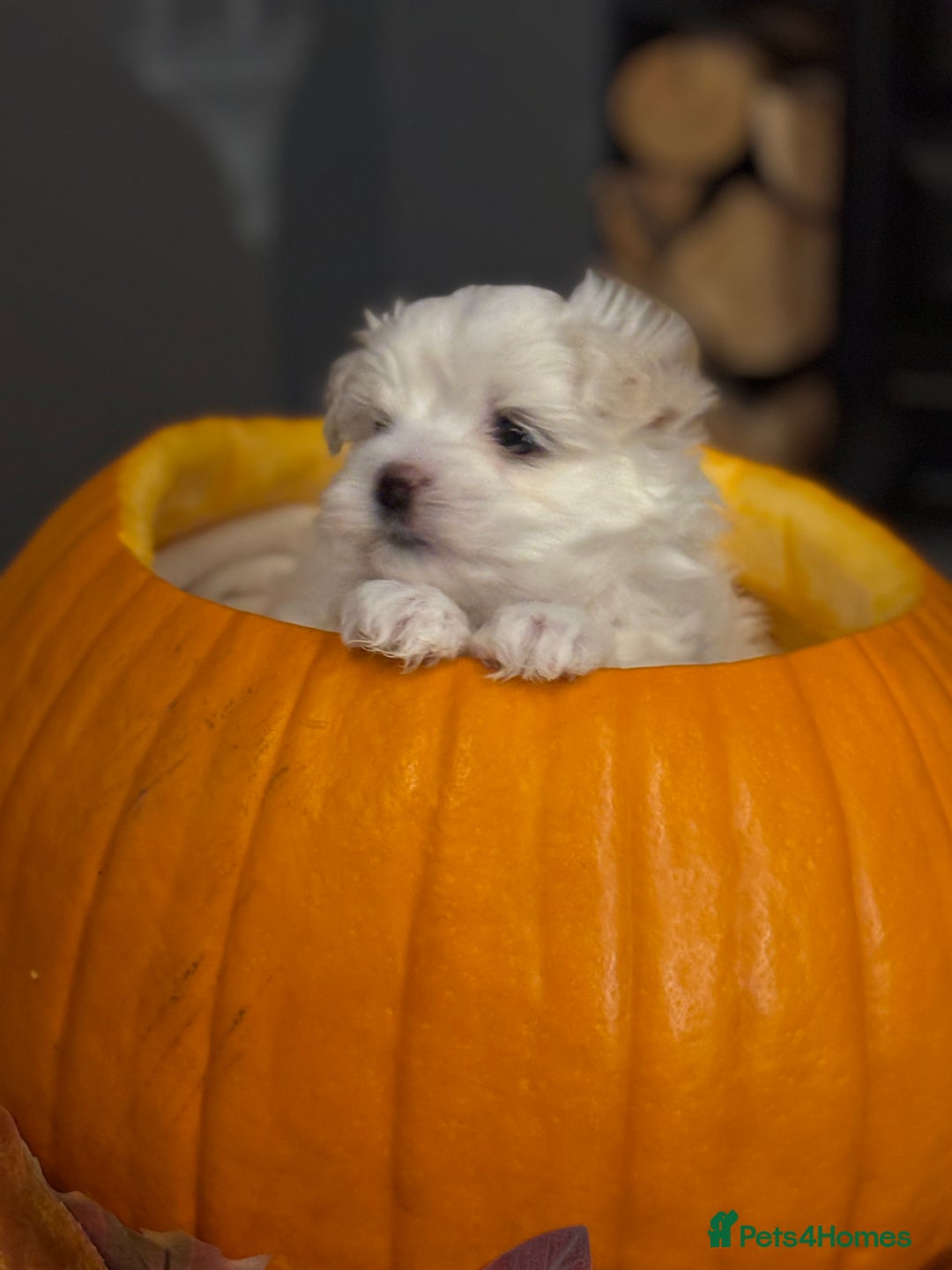 Maltese dogs for sale: ✨Adorable Maltese Puppies – Ready now!   ✨ - Advert 8