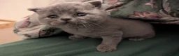 British Shorthair cats for sale: 6 week old blue British shorthair  - Advert 8