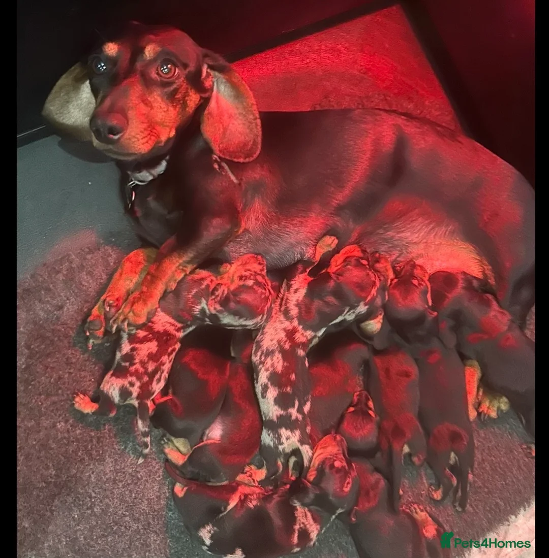 Dachshund dogs for sale: Miniature dachshund puppies  - Advert 2