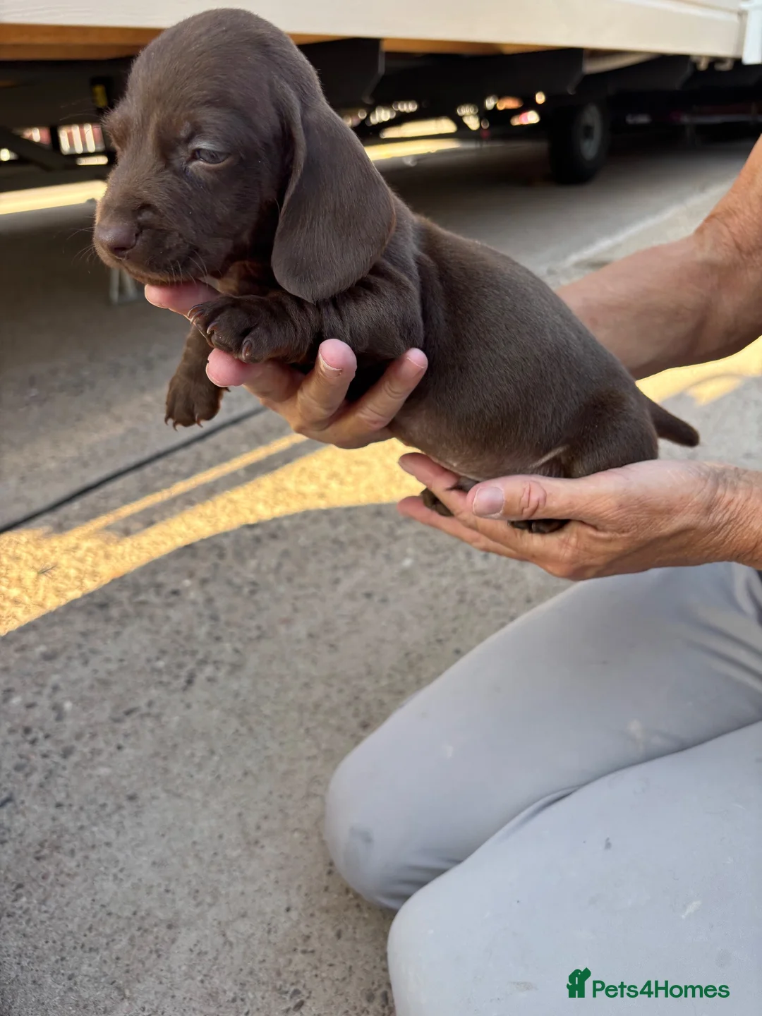 Dachshund dogs for sale: Beautiful short haired short legged dachshunds - Advert 2