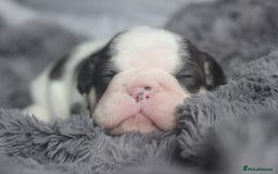 French Bulldog dogs for sale: Stunning French bulldog puppies  - Advert 7
