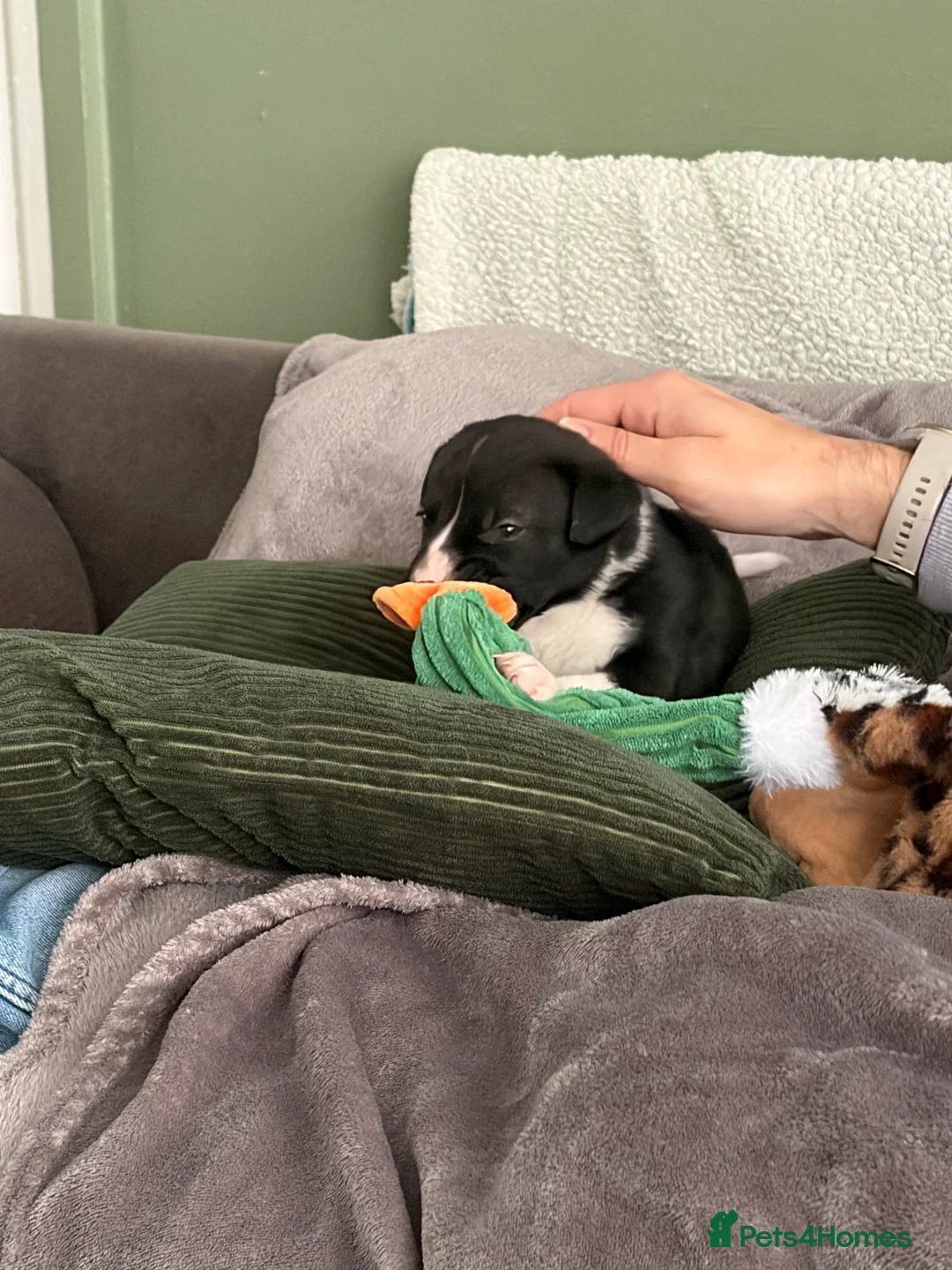 Mixed Breed dogs for sale: Staffie cross puppies  in Bridgend - Advert 2