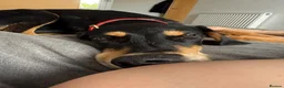 Mixed Breed dogs for sale: Diablo - Doberman cross Lurcher  - Advert 10