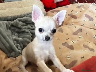 Chihuahua dogs - Advert 36