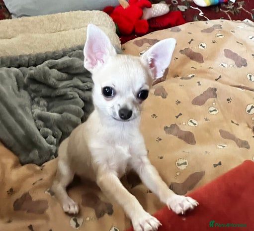 Chihuahua dogs - Advert 17