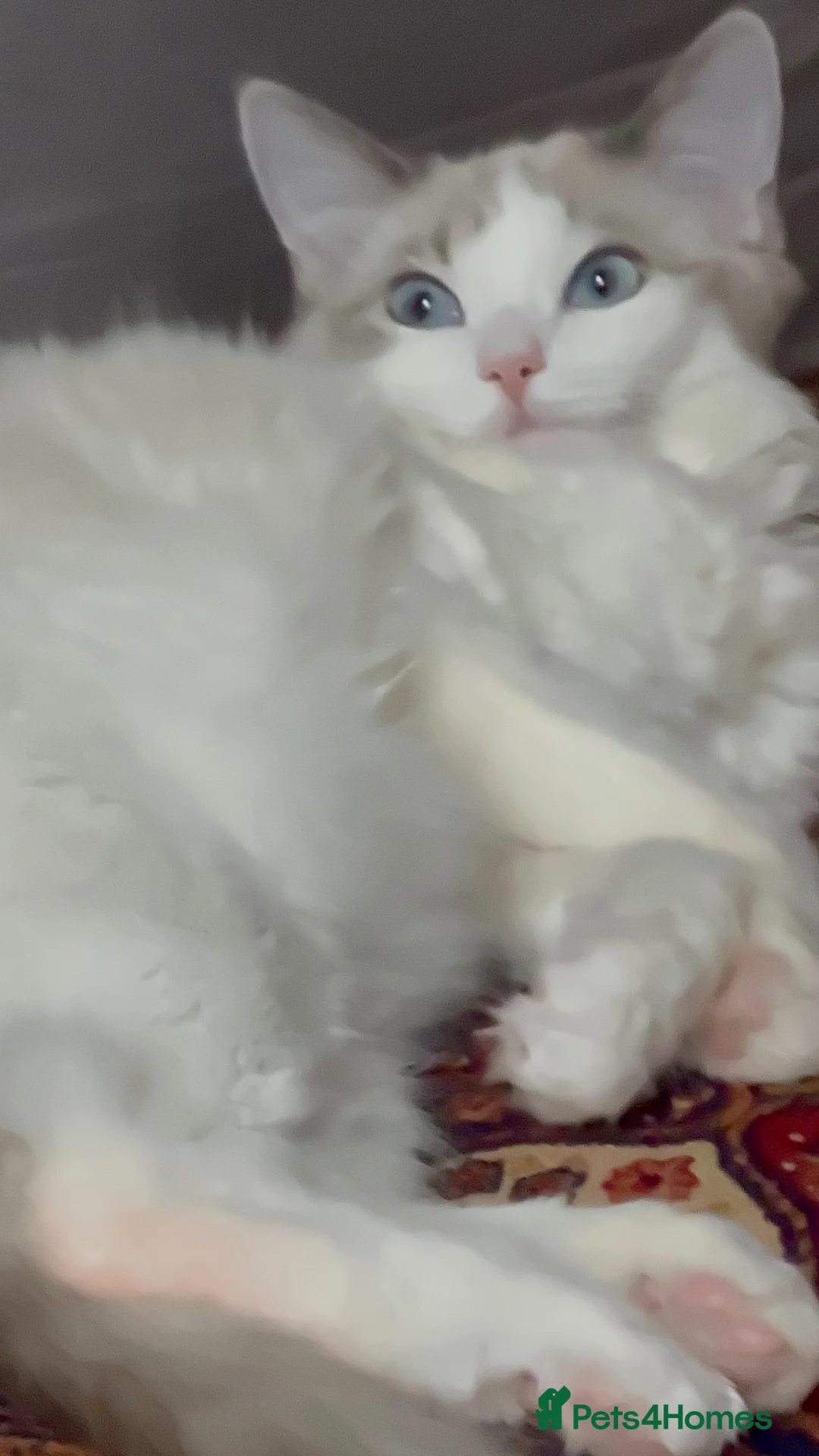 Ragdoll cats for sale: ragdoll  - Advert 9