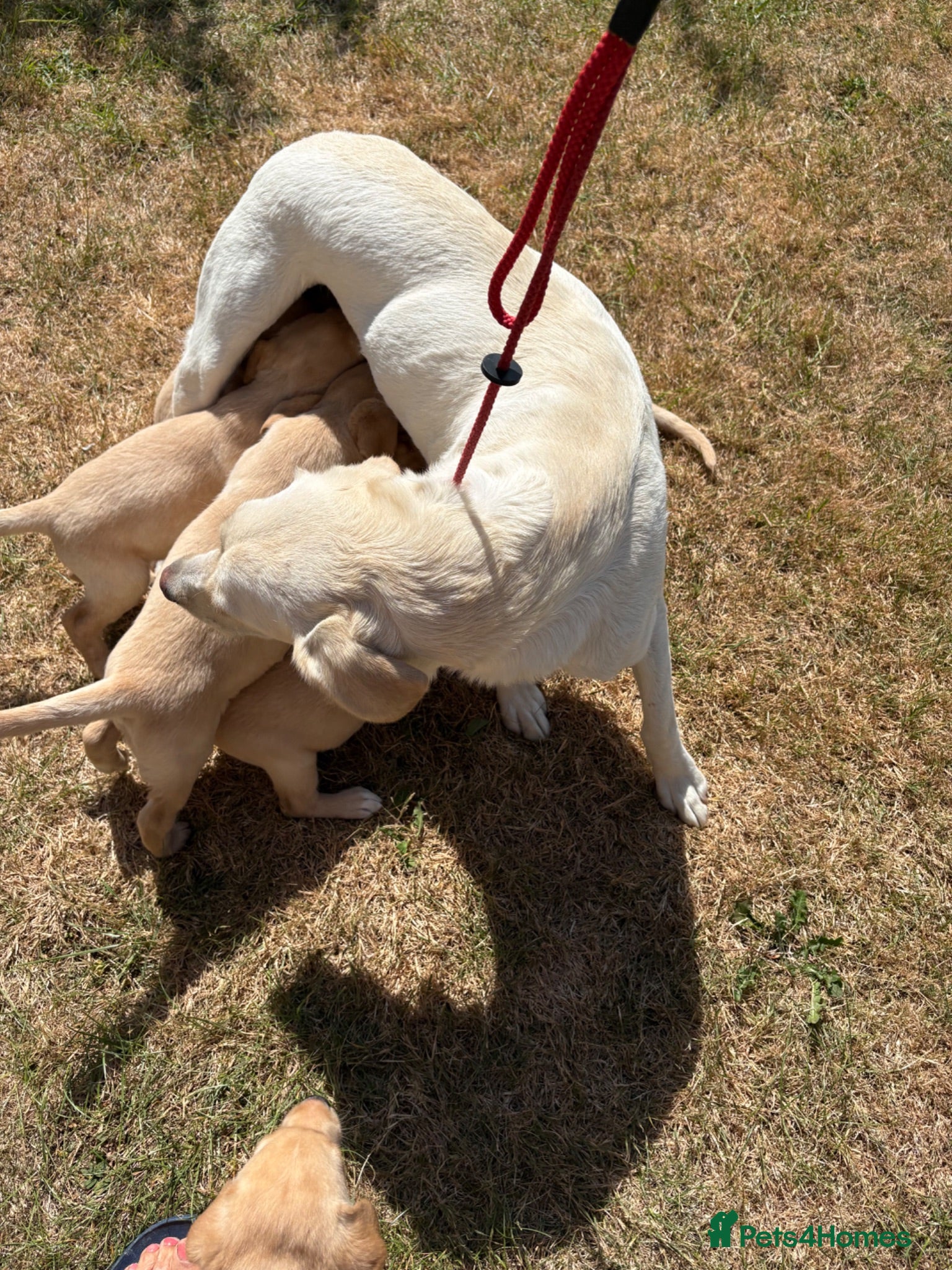 Labrador Retriever dogs Gorgeous KC Reg Labrador puppies - Advert 2