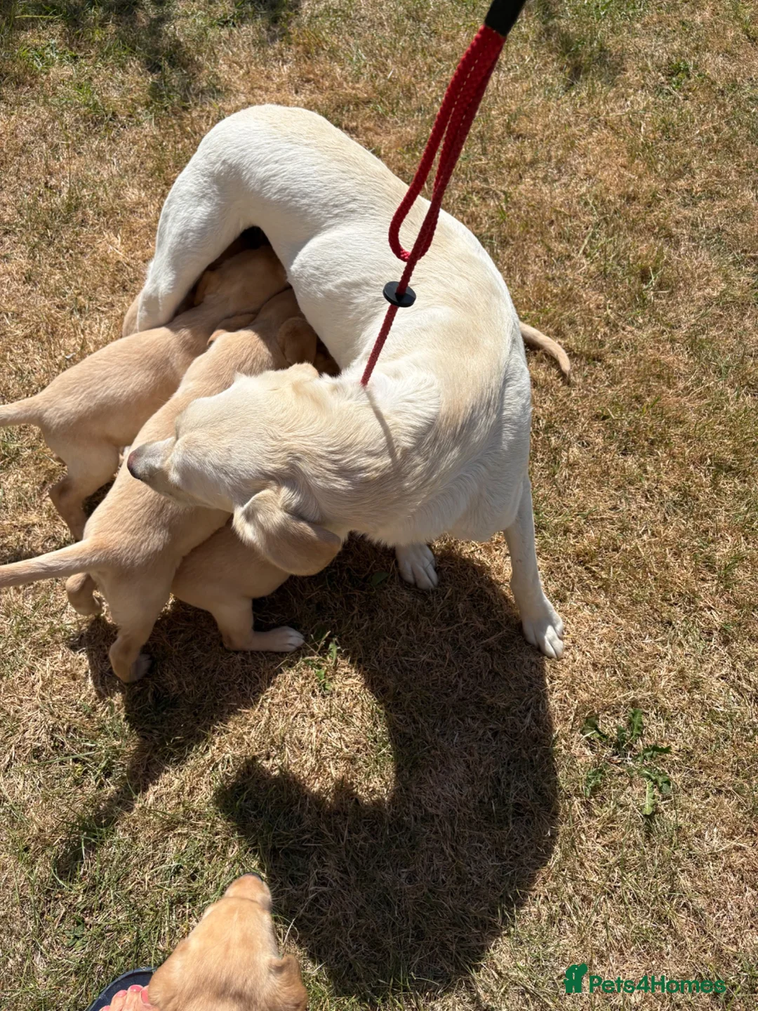 Labrador Retriever dogs for sale: Gorgeous KC Reg Labrador puppies - Advert 2