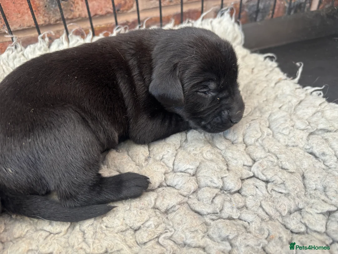 Labrador Retriever dogs for sale: Pedigree working line Labrador puppies  - Advert 5