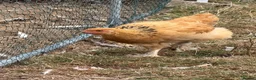 Chickens poultry for sale: 3 small hens available  - Advert 4
