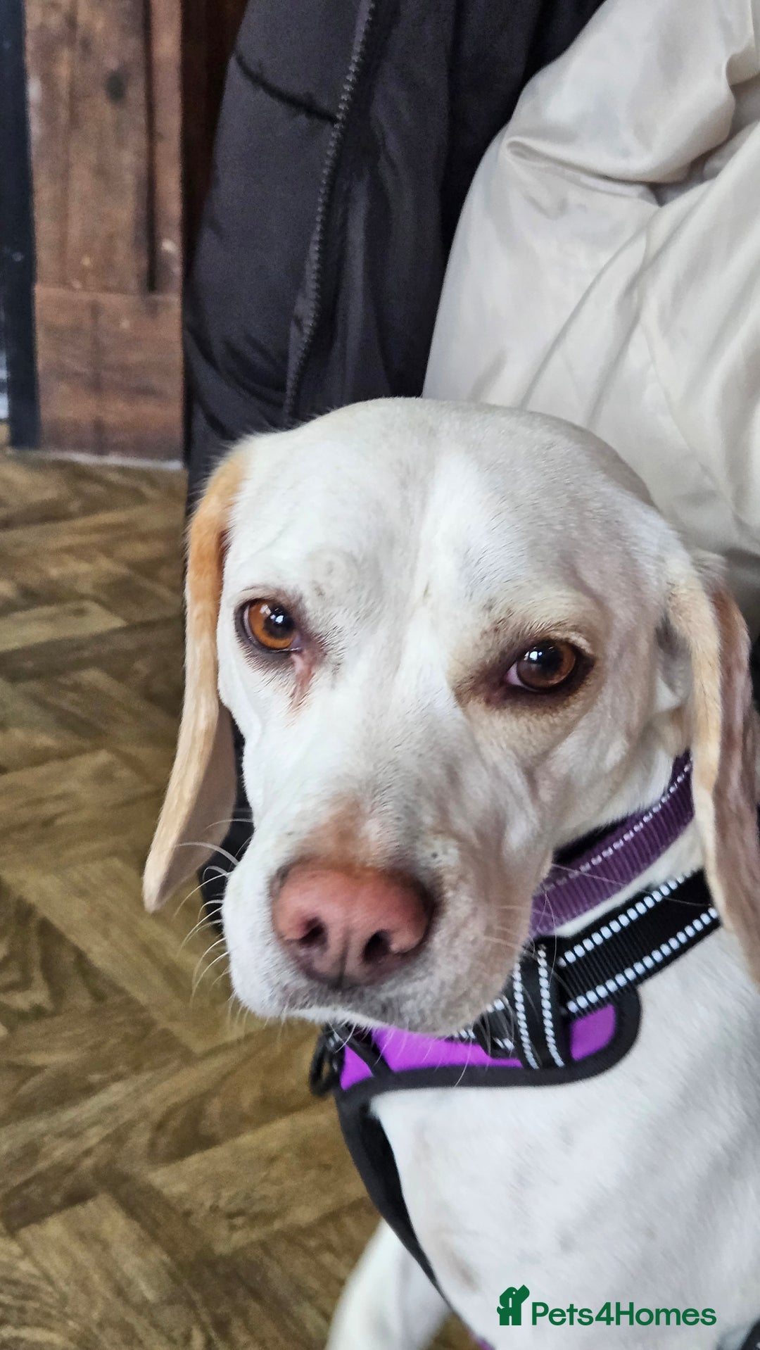 Beagle dogs for sale: BEAGLE  - Advert 5