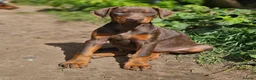 Dobermann dogs for sale: 🔥Ready now Top Quality 🏆 KC Registered pup's 🐾 - Advert 16
