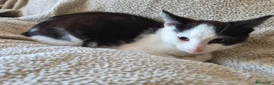 Percy