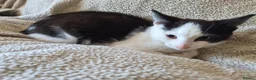 Mixed Breed cats for sale: Lovely playful kittens - Advert 10
