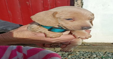 Miniature Dachshund dogs - Advert 9