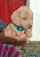 Miniature Dachshund dogs - Advert 9